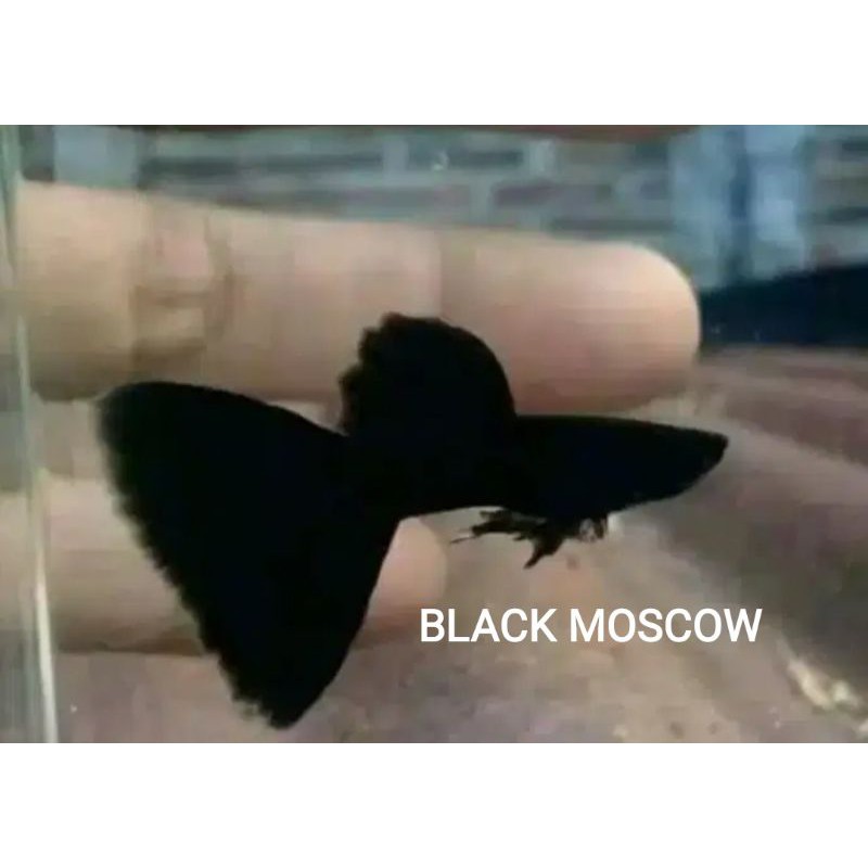 guppy black moscow perekor