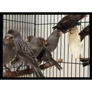 

JUAL BURUNG KENARI STARBLUE GACOR