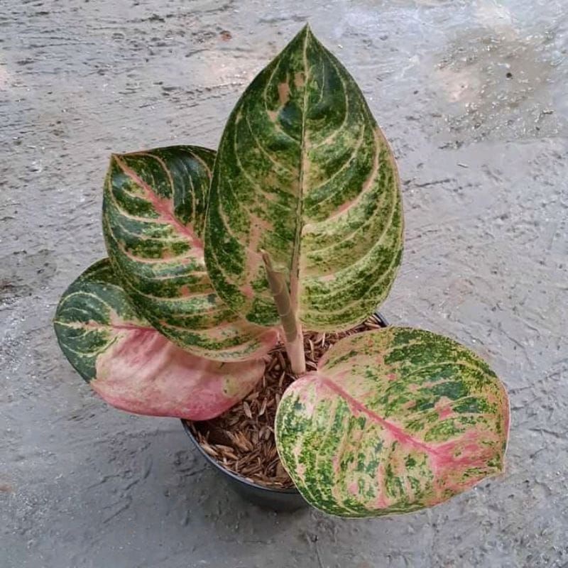 aglonema denpasar moon.