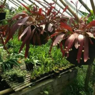 Tanaman hias gantung wijaya kusuma tasbih daun merah Tanaman hias gantung wijaya kusuma tasbih daun merah