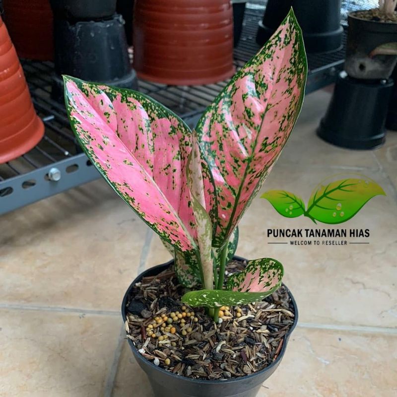 Aglonema ruby pink anakan - Aglonema ruby super pink