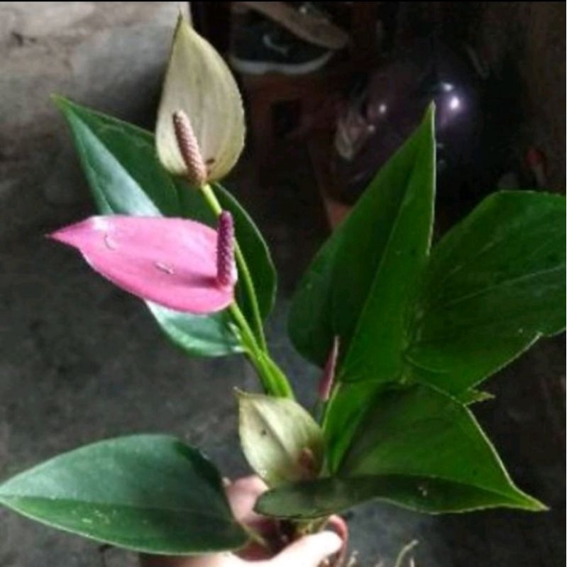 0Anthurium bunga UNGU KECIL [Sudah Berbunga]