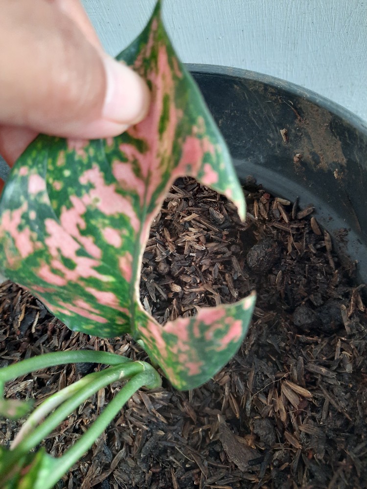 Paket 3 Aglonema Pohon Hias