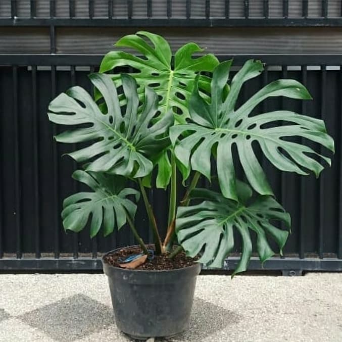 Promo Tanaman Hias Monstera Deliciosa King Monstera King Shopee Indonesia