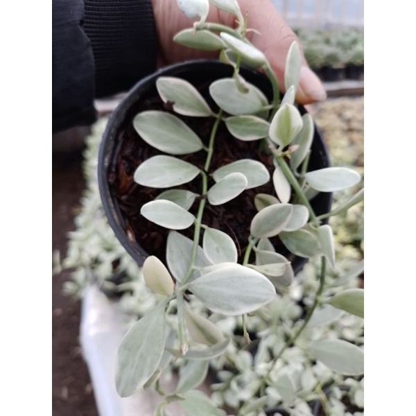 Tanaman Hoya kuaci dischidia