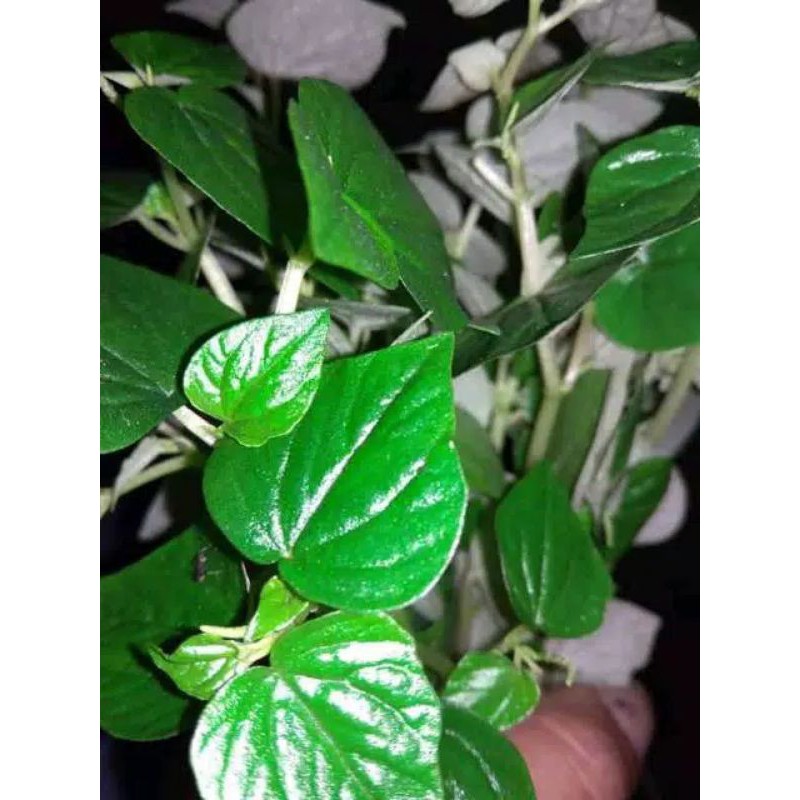 

Daun sirih cina termurah(1kg)
