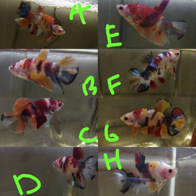 Cupang sepasang,sepair Nemo galaxy