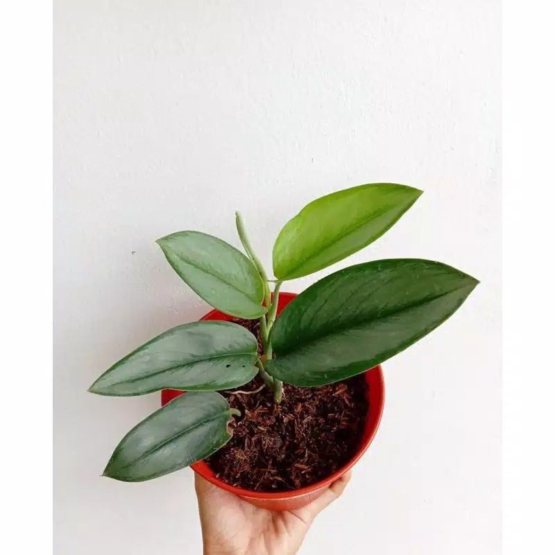 Tanaman hias sirih gading susu - scindapsus monlight - scindapsus susu