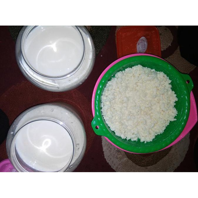 

bibit kefir untuk pemula