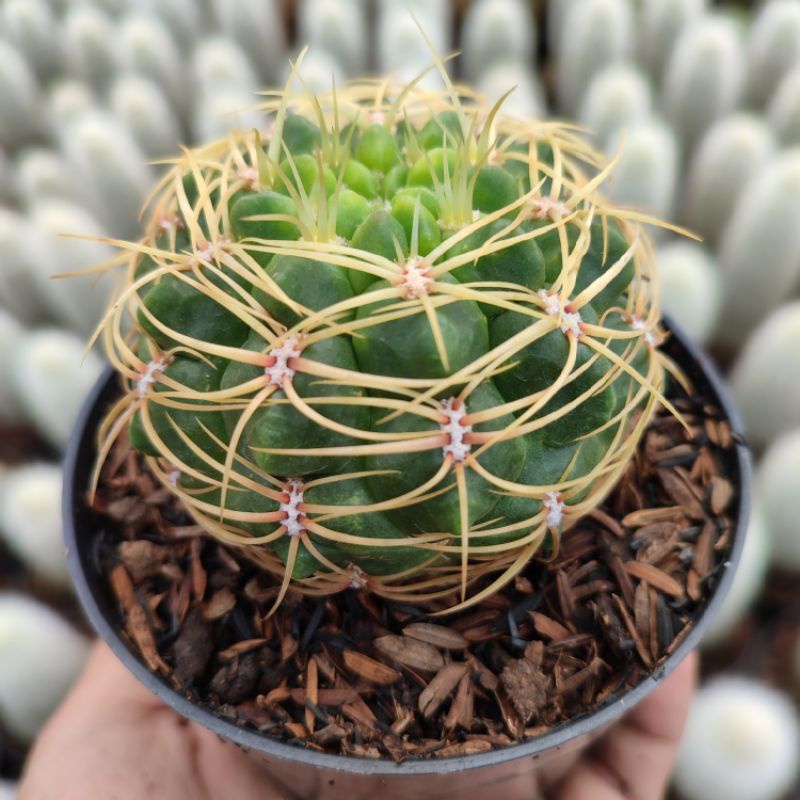 Gymnocalycium Multiflorum  | Kaktus