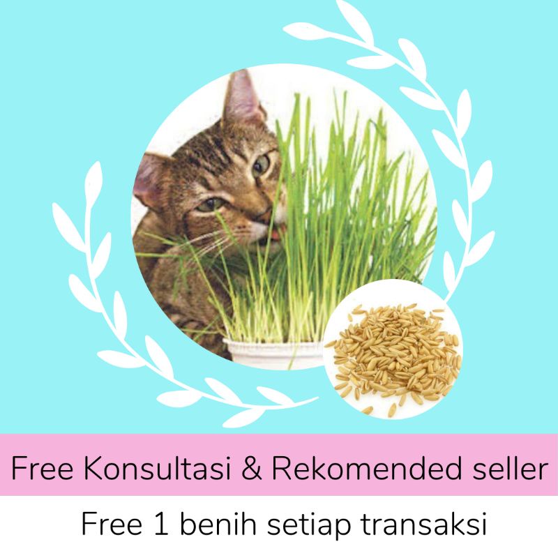 BIBIT TANAMAN UNGGUL RUMPUT KUCING/ RUMPUT GANDUM/ BIBIT/SEEDS