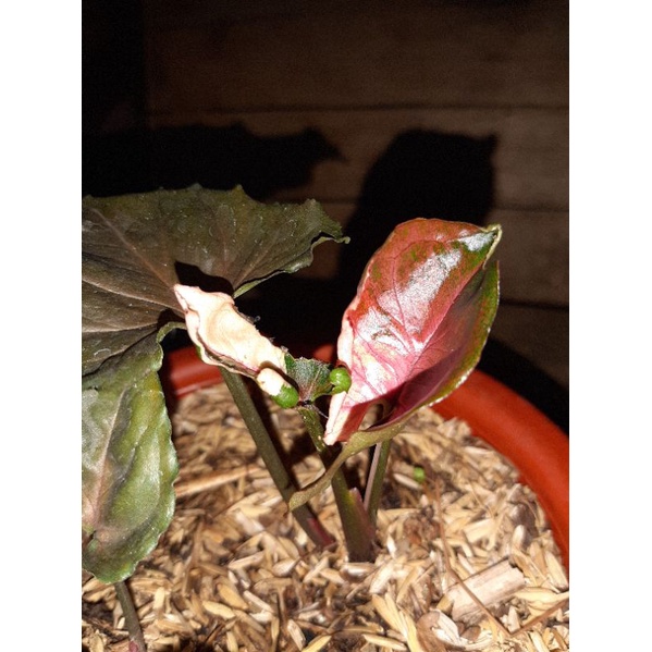 syngonium strawberry ice