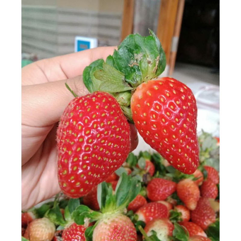 

Strawberry