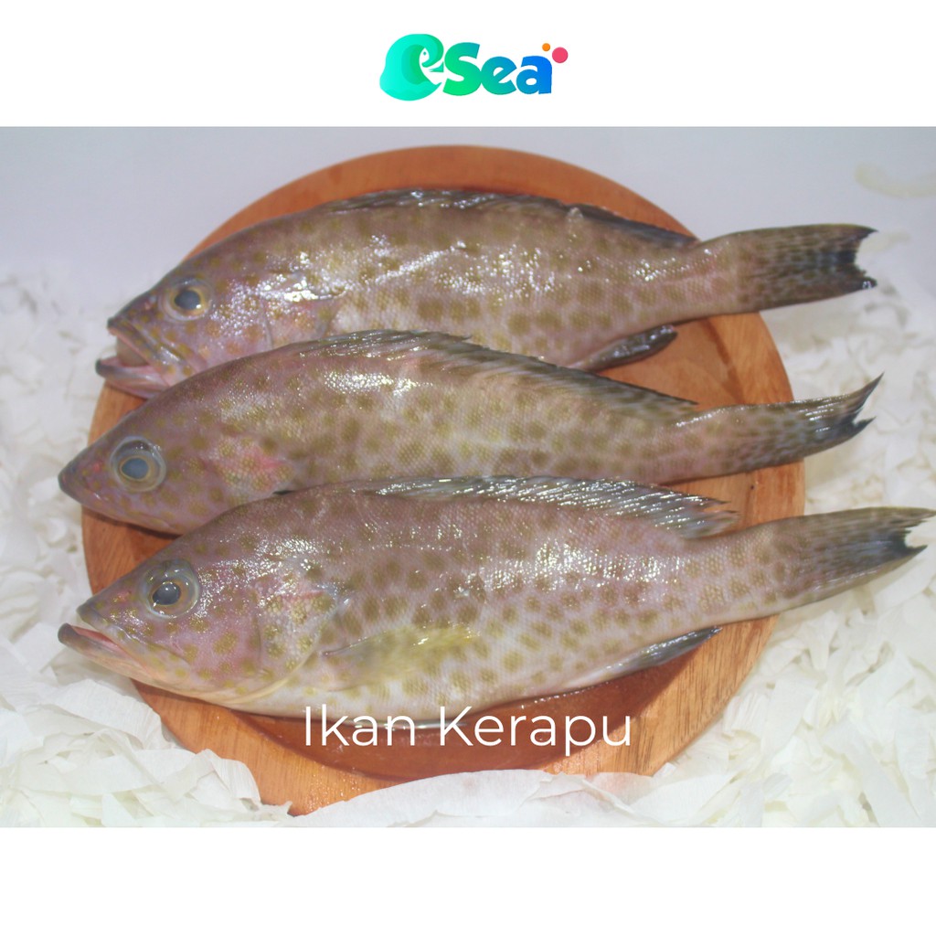 

Esea Ikan Kerapu Segar PREMIUM Berkualitas Pack