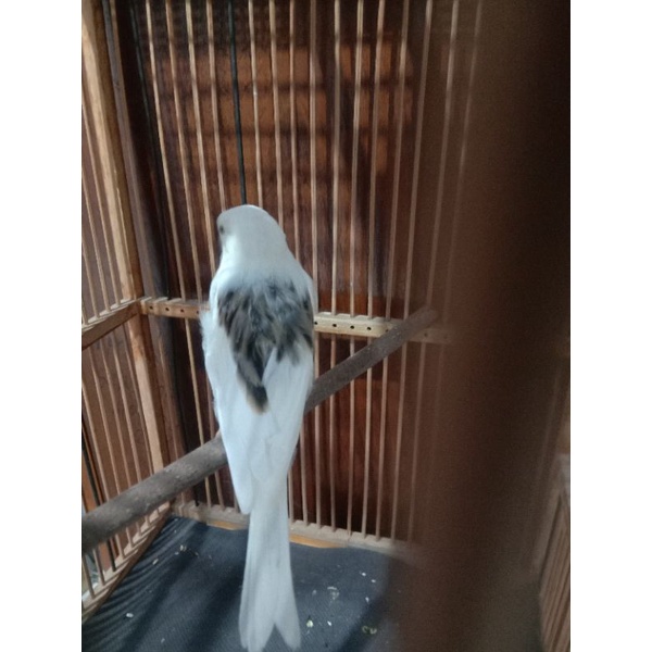 kenari bahan jantan panda