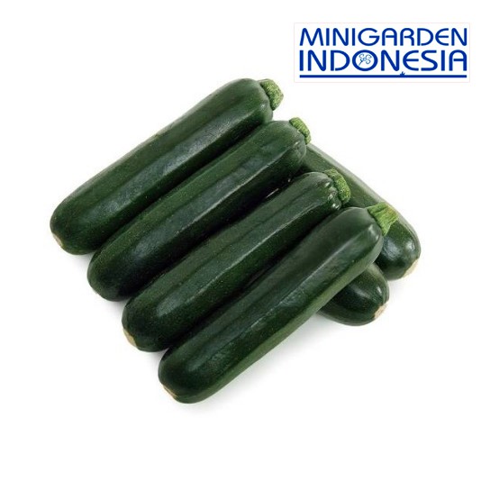 2 Benih TIMUN Zucchini F1 bibit tanaman TIMUN sukini zukini jewel hijau IMPORT UK