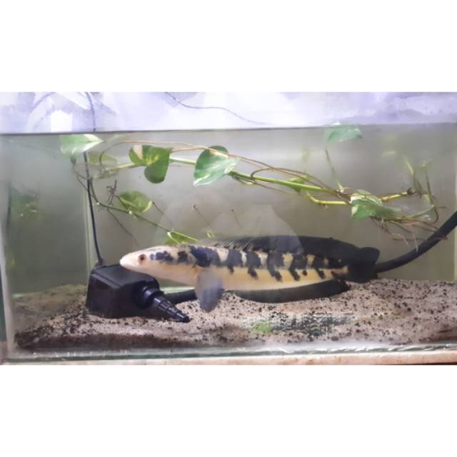 Channa maruliodes YS/ ikan channa maru