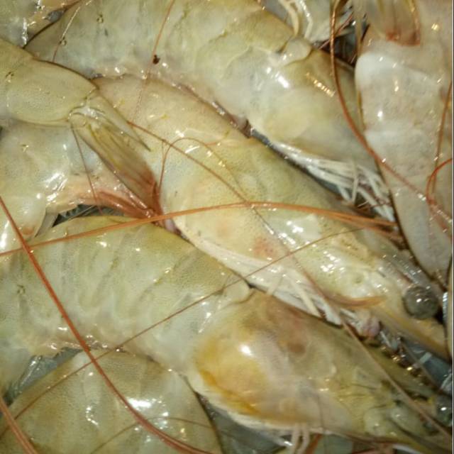 

UDANG PECI segar