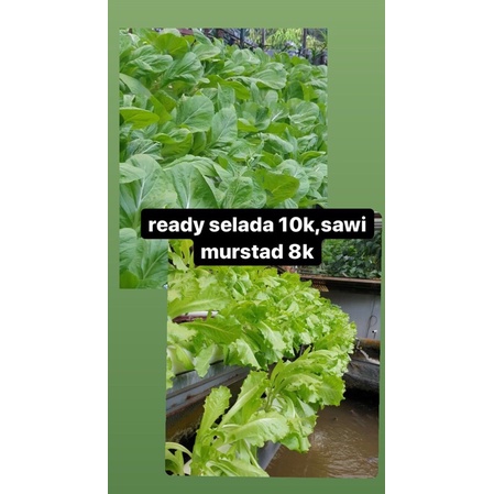 

sayur hydroponik(selada,kaylan,sawi mutrard,pokcoy,dll)