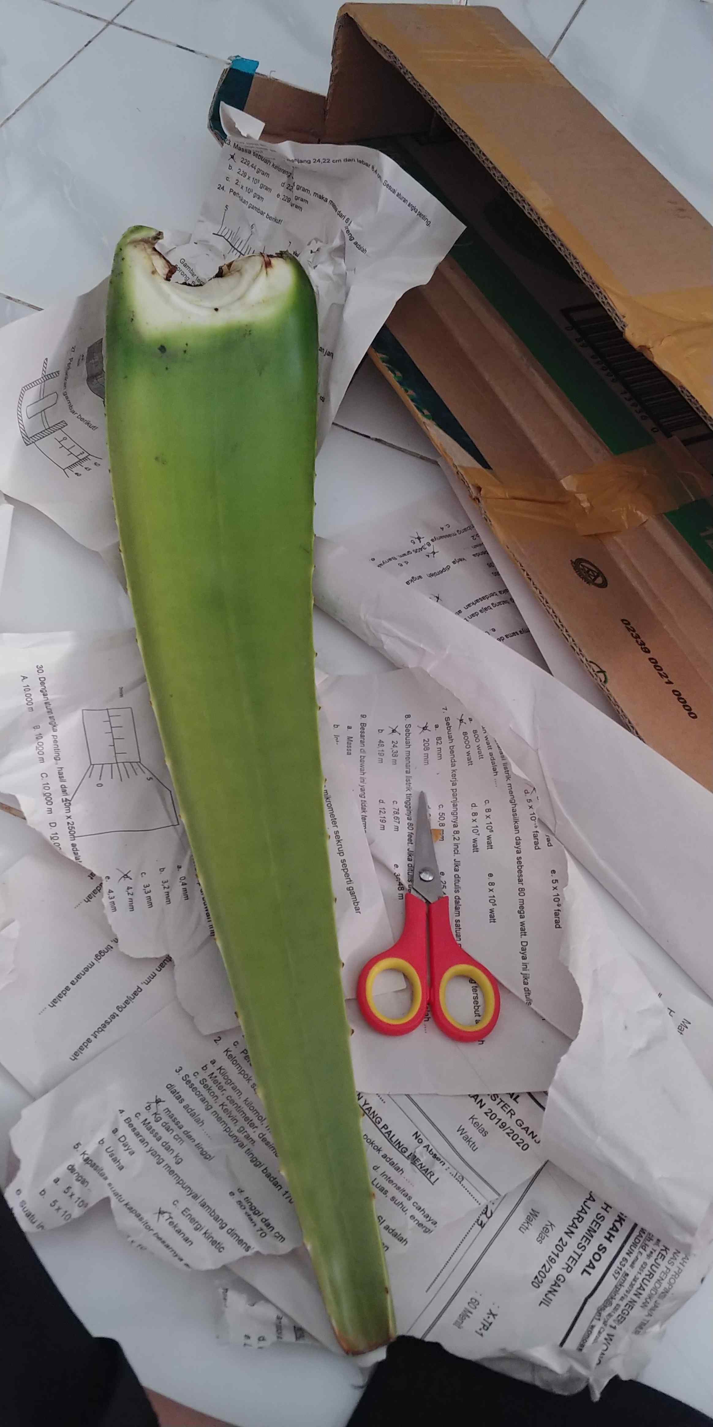 Sale! Pelepah Lidah Buaya Jumbo & Fresh 100% Organik (600-750gr)