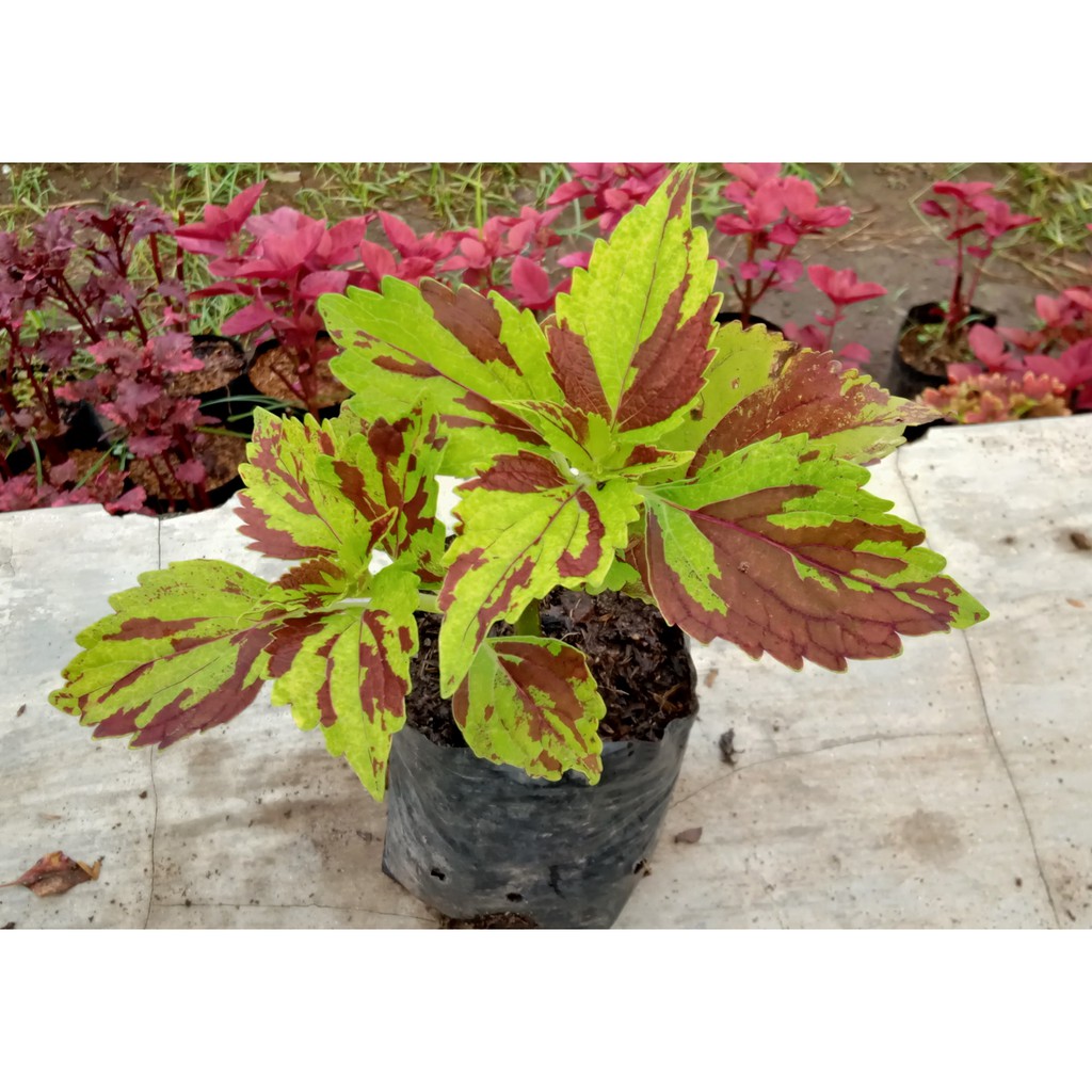 Miana Blaster / Miana Batik