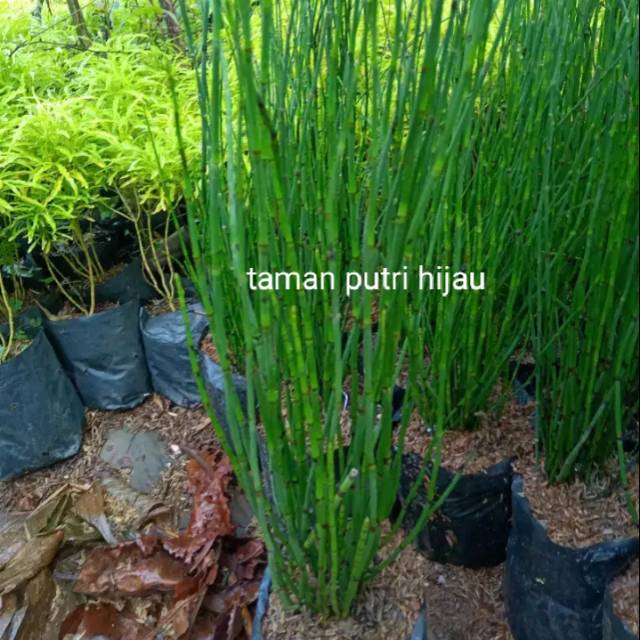 Tanaman hias air bambu air-tanaman pot bambu air (tanaman hidup bunga hidup cantik cantik murah kemb