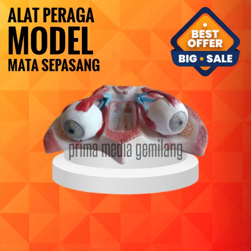 

TORSO MATA SEPASANG/MODEL MATA/ALAT PERAGA IPA