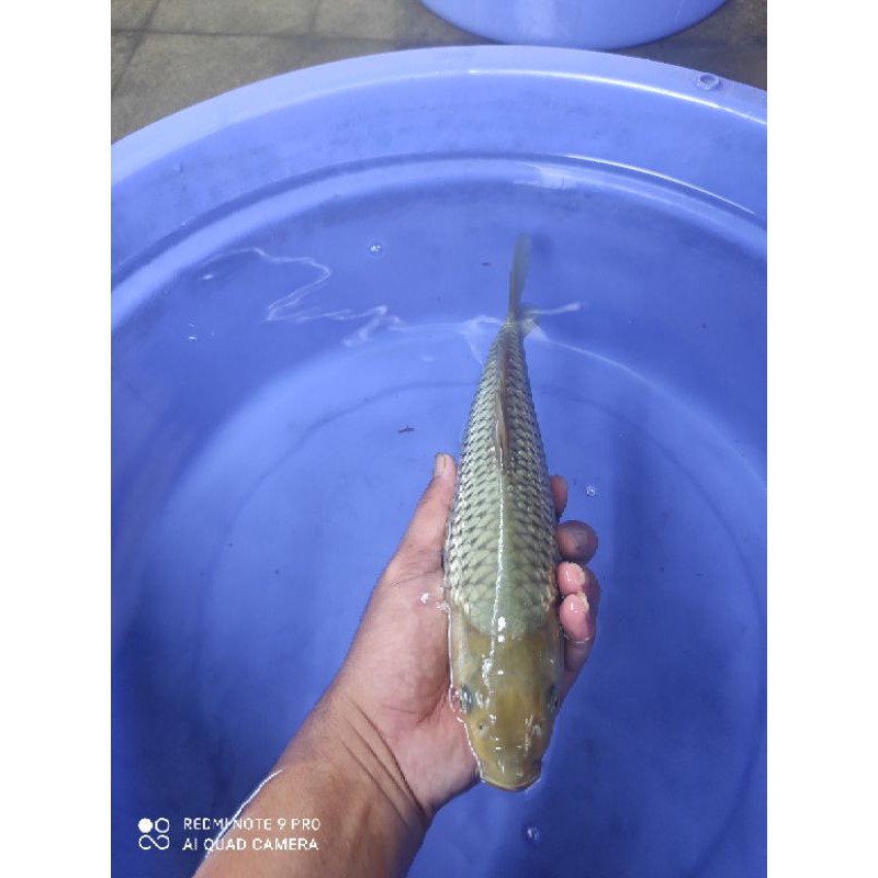 ikan koi soragoi ginrin size 30up