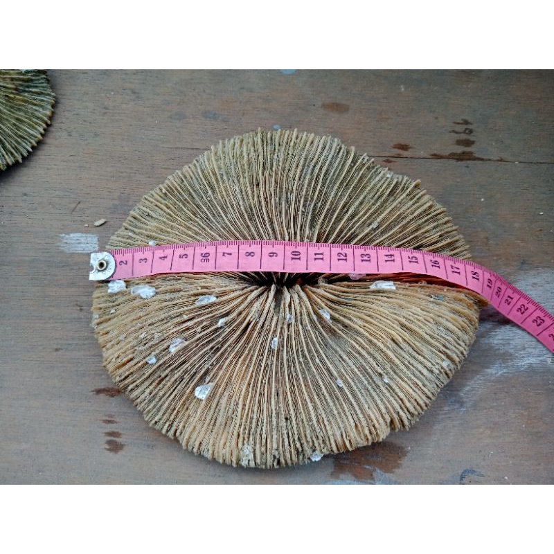 Batu karang bentuk jamur jumbo AQUASCAPE dan AQUARIUM rumah ikan hias hiasan aquarium batu karang as