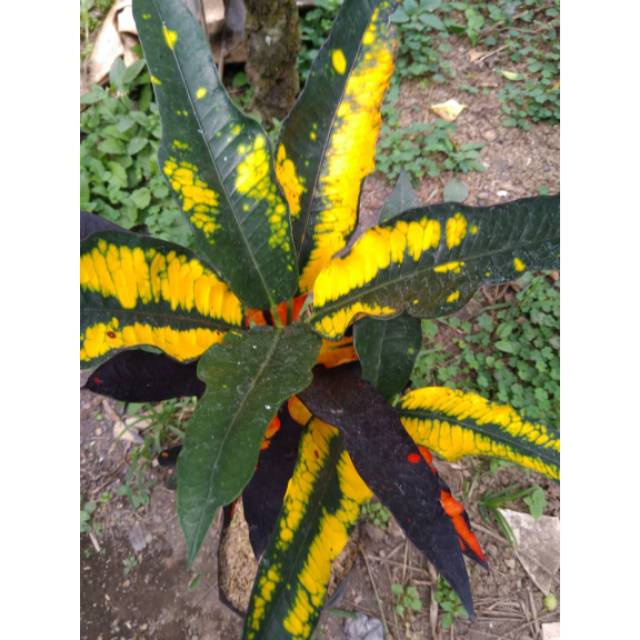 Tanaman hias daun puring apel washington
