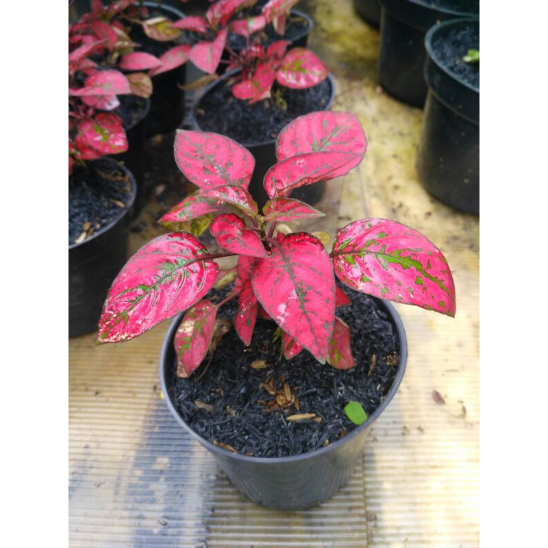 Tanaman hias hypoestes merah - hipotes merah