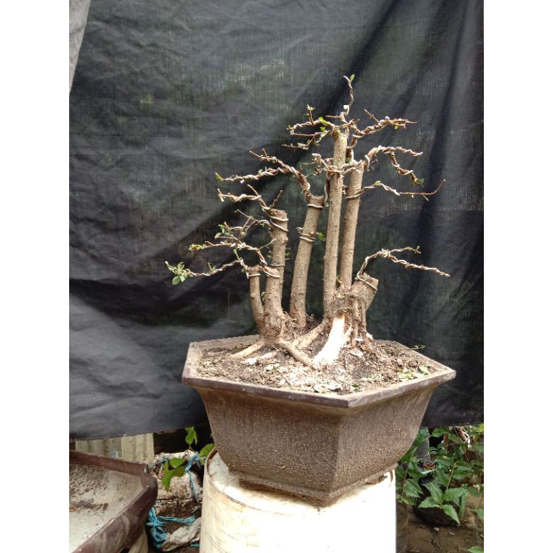 bonsai delima batu