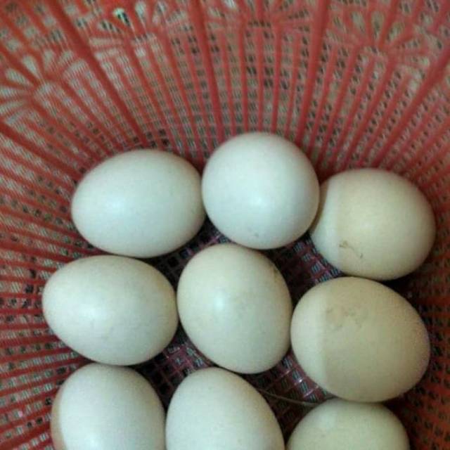 Telur Ayam Cemani Hitam