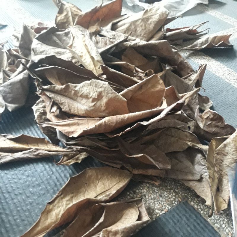 Daun ketapang 55gr, Asli kering dari pohon.