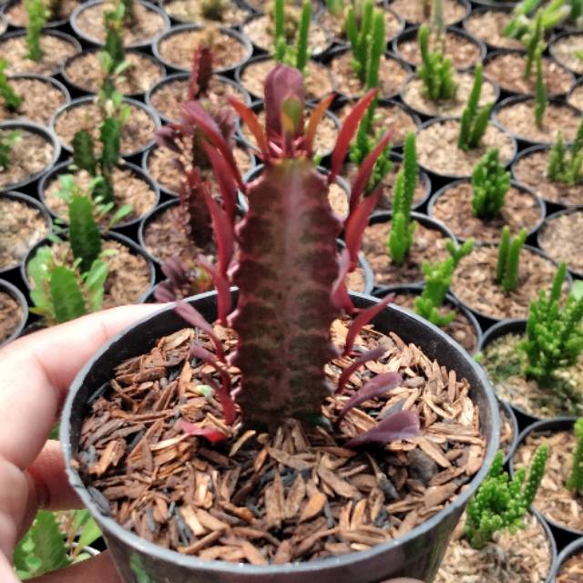 Kaktus sukulen Trigona Merah