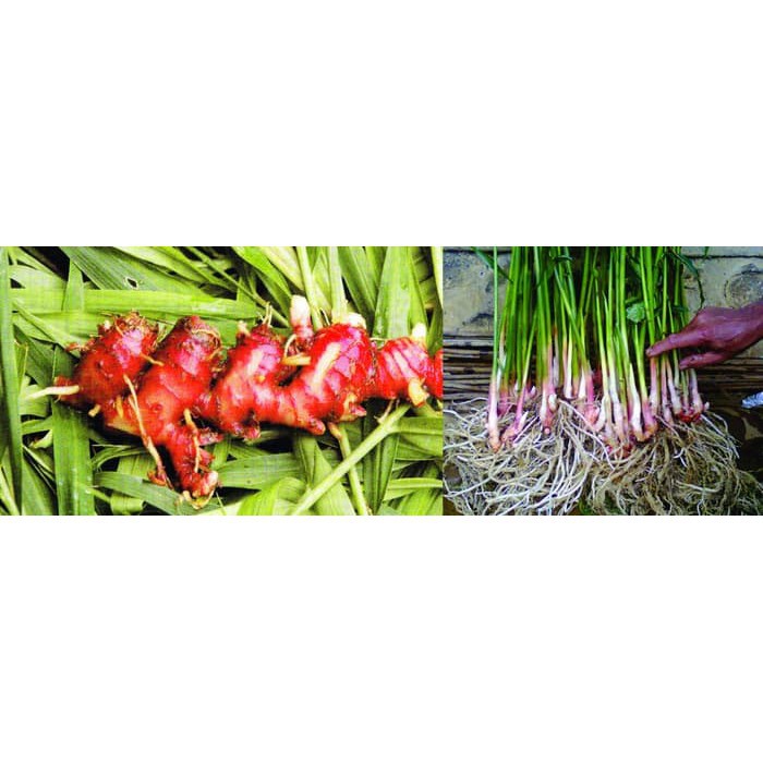 Jual Tanaman Herbal Jahe Merah / Pohon Jahe Merah Bibit Jahe Merah