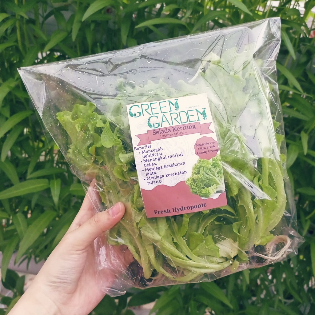

Selada Hidroponik [Green Garden]