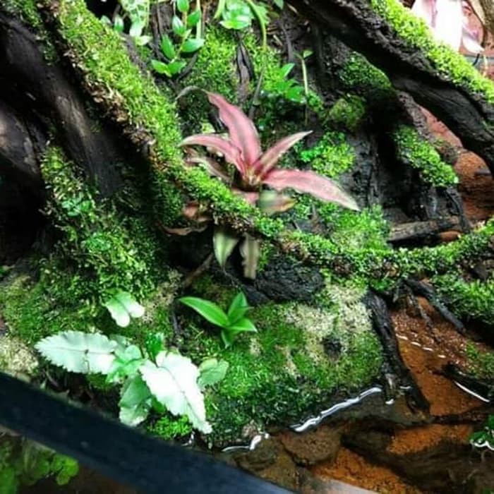 GROOT MAGIC GROW Media Tanam pupuk Paludarium Terrarium WABIKUSA AQUASCAPE