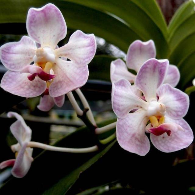 Anggrek vanda foetida knop/spike