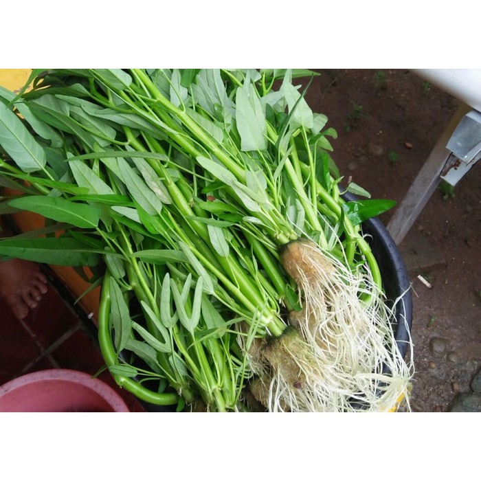 PAKET HIDROPONIK WICK 9 LUBANG 2 BAK LENGKAP PAKET HEMAT TERMASUK BENIH SAYUR DAN PUPUK PRAKTIS