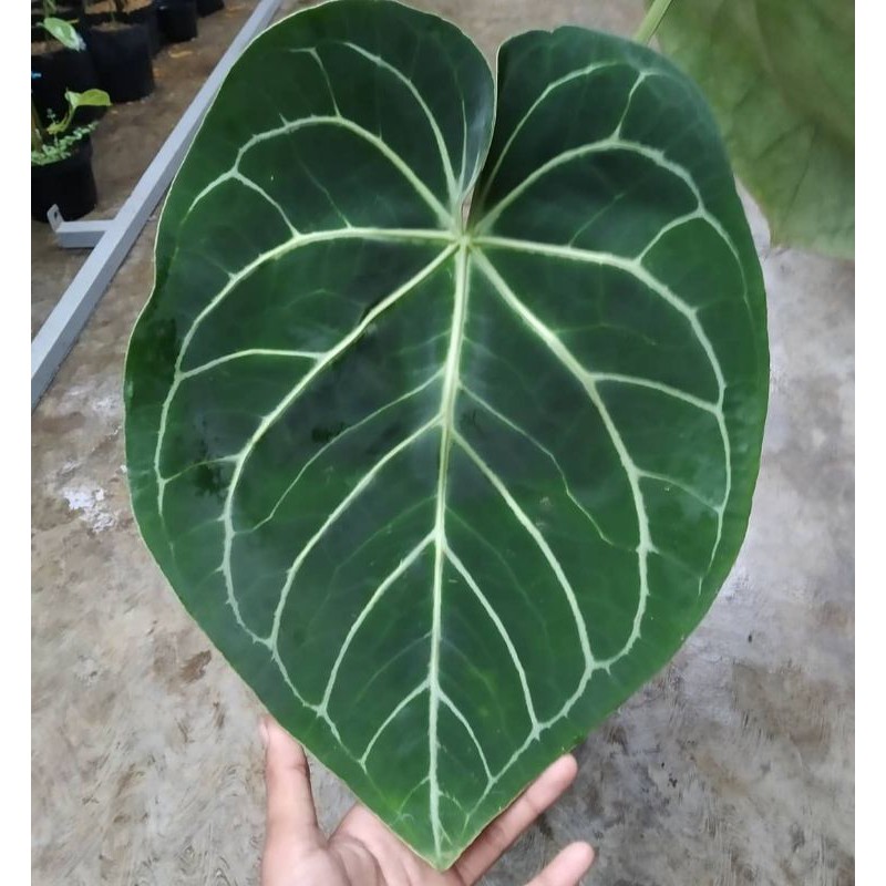 Tanaman hias kuping gajah magnificum / kuping gajah