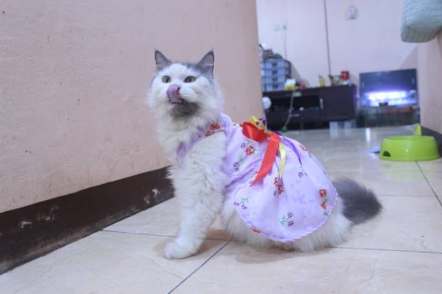 Dress ungu muda motif bunga lucu untuk kucing dan anjing / baju kucing murah size S-XL