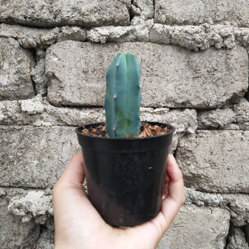 Myrtillo Cactus | D 10cm | Kaktus