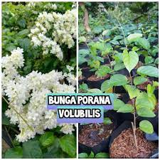 bibit tanaman bunga porana valubis ( promo )