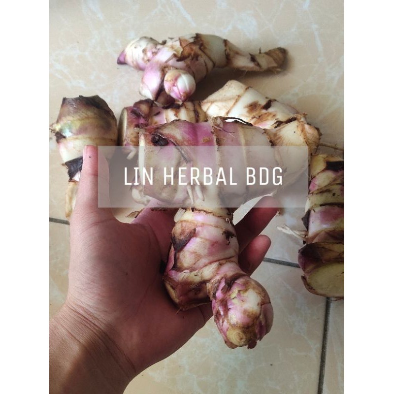 

umbi ganyong atau ganyonh merah super 1 kg