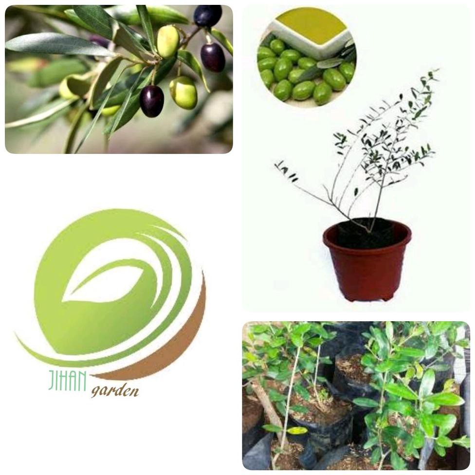 @_@ BIBIT TANAMAN ZAITUN BLACK MISSION-POHON ZAITUN-BUAH ZAITUN $_$