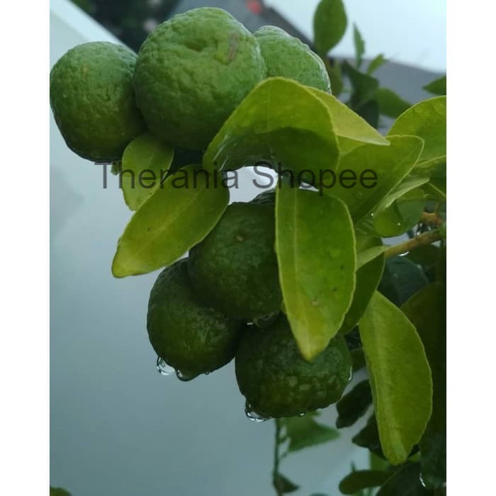 Bibit Jeruk Limau sudah berbuah