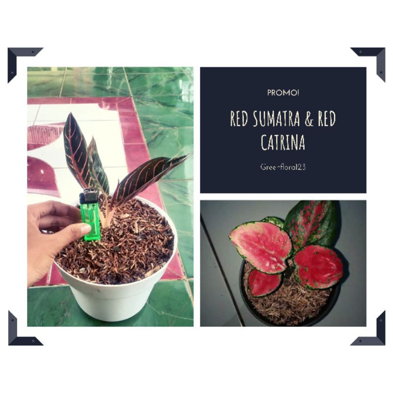 PROMO Paket 2 baby aglonema red Sumatra dan red catrina
