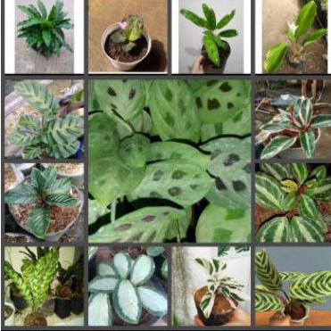 13 paketan tanaman hias Calathea