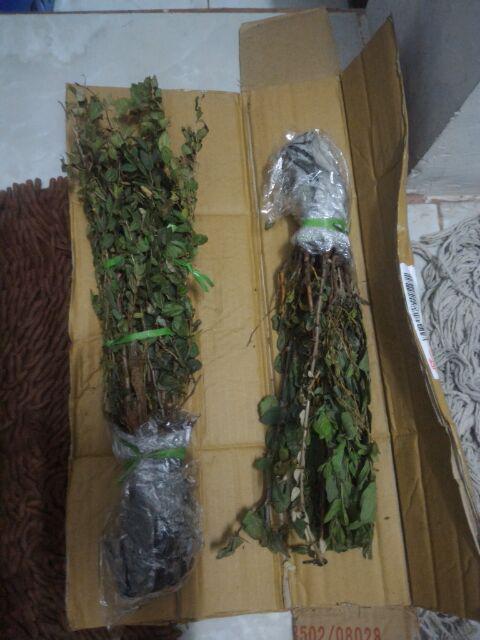 Grosir Bibit Bidara Harga Murah Minimal 50 Pcs